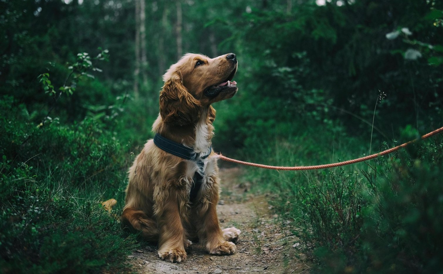 Central Bark Dog Park